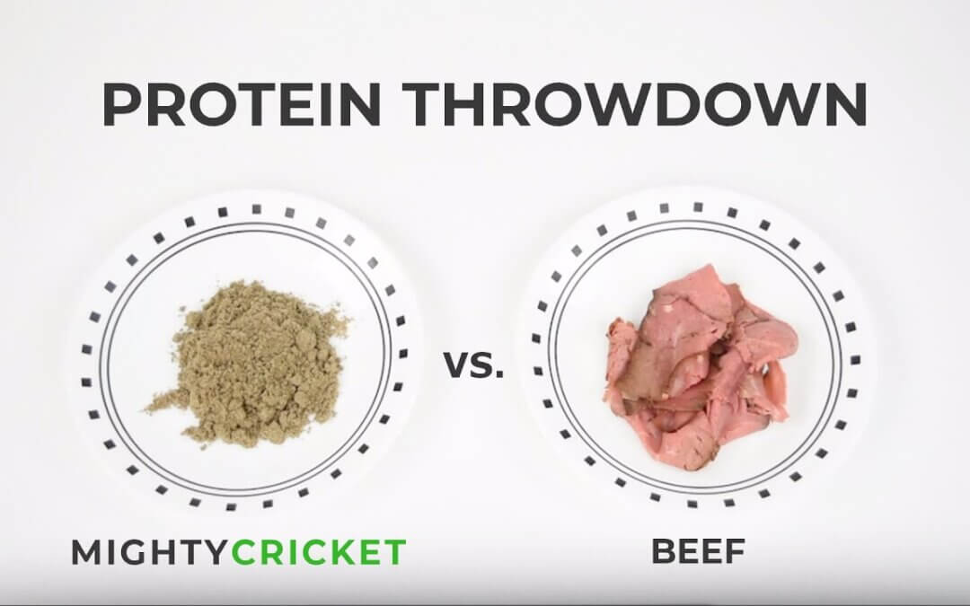 Cricket Protein vs Beef