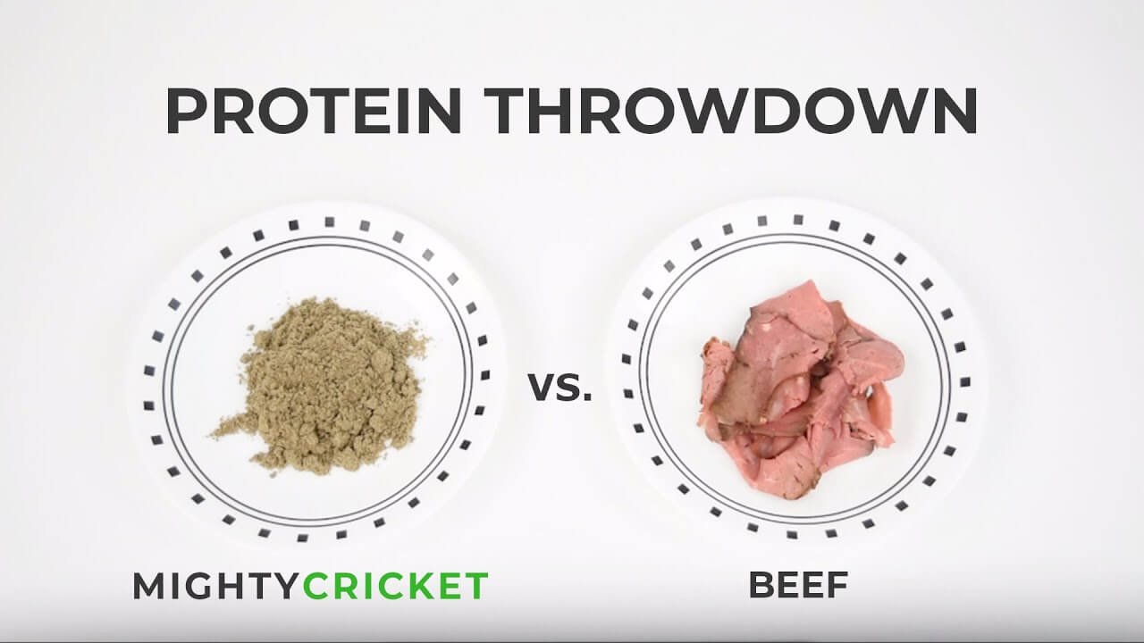 cricket protein vs beef
