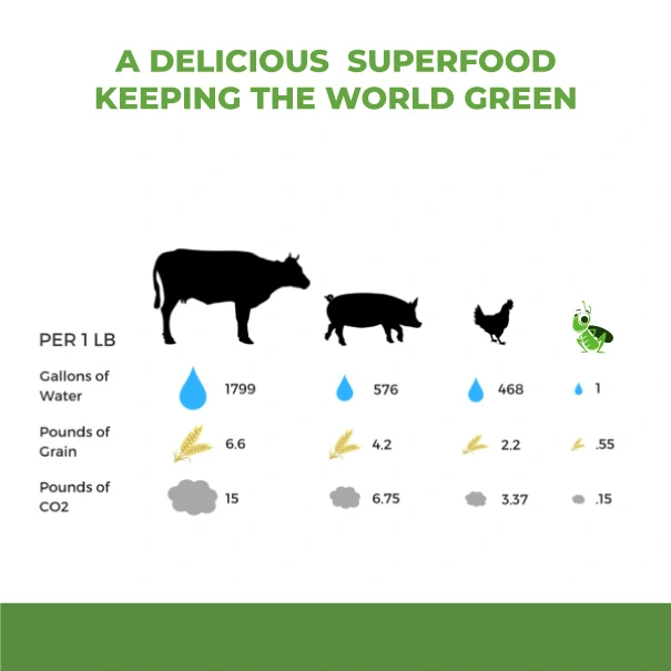 Cricket protein uses a fraction of resources compared to beef, pork, and chicken.